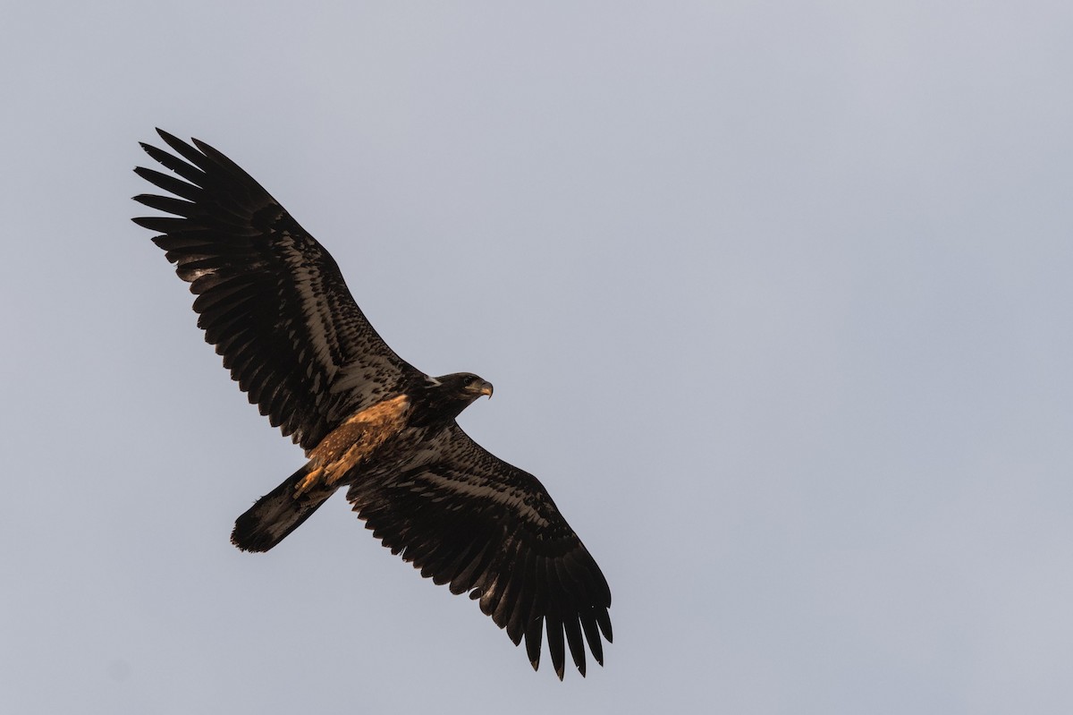 Bald Eagle - ML556304851