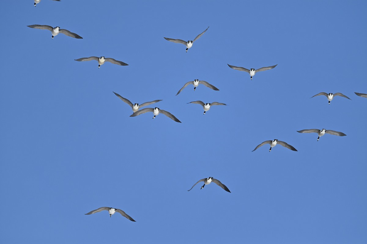 Канад галуу - ML556304921