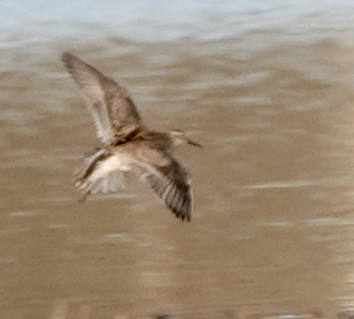 Pectoral Sandpiper - ML556305291