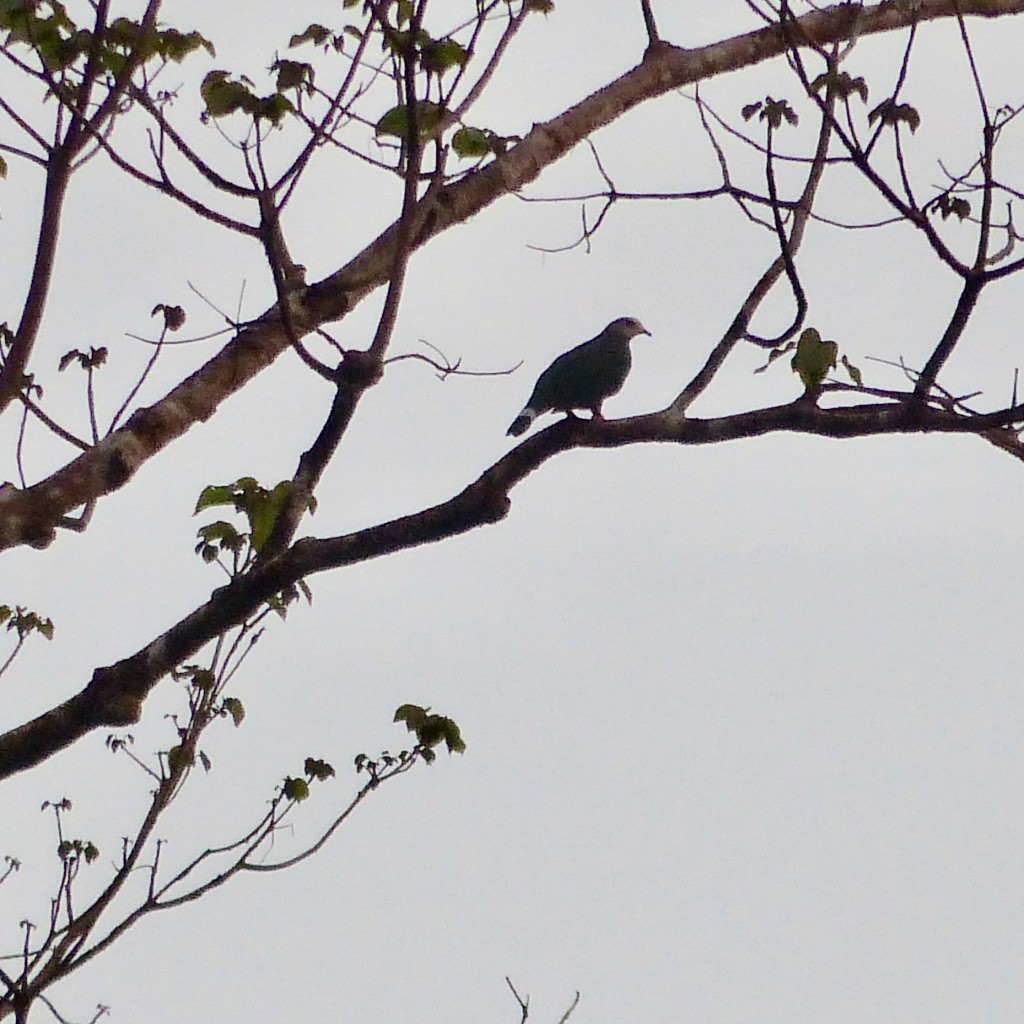 Pink-bellied Imperial-Pigeon - ML556305371