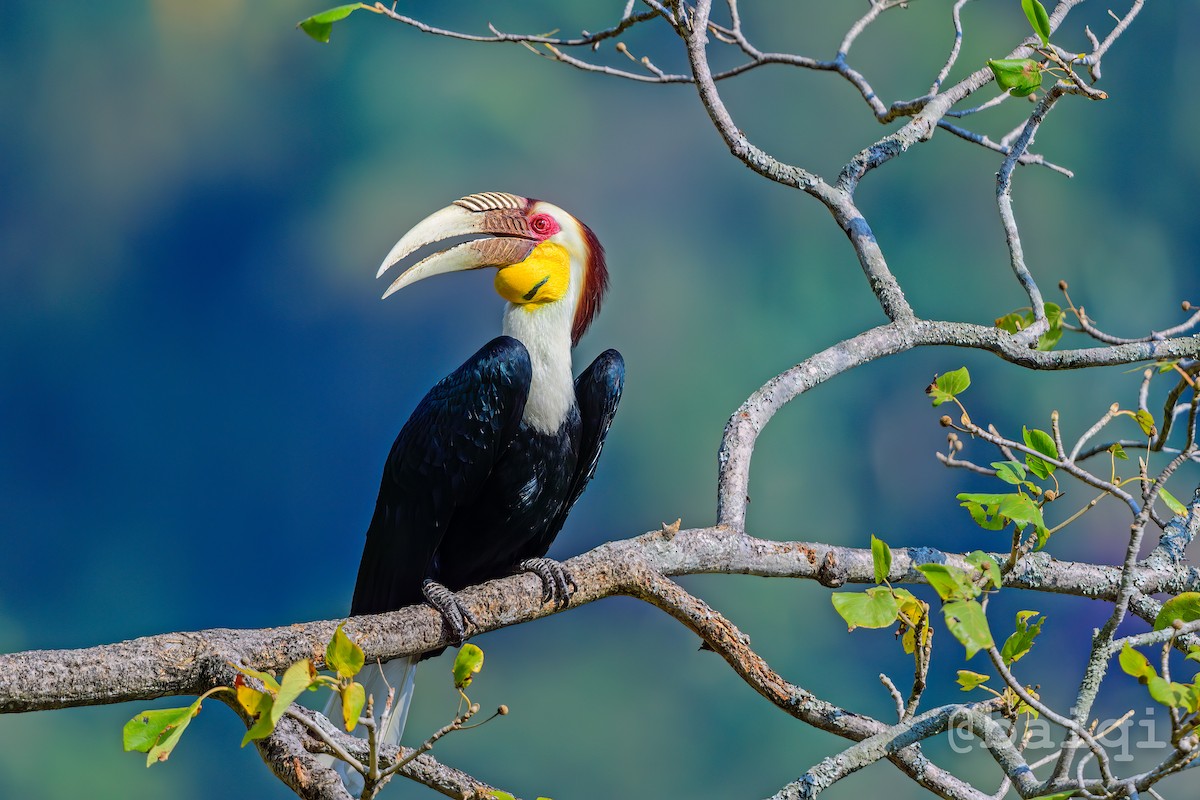 Wreathed Hornbill - ML556306491