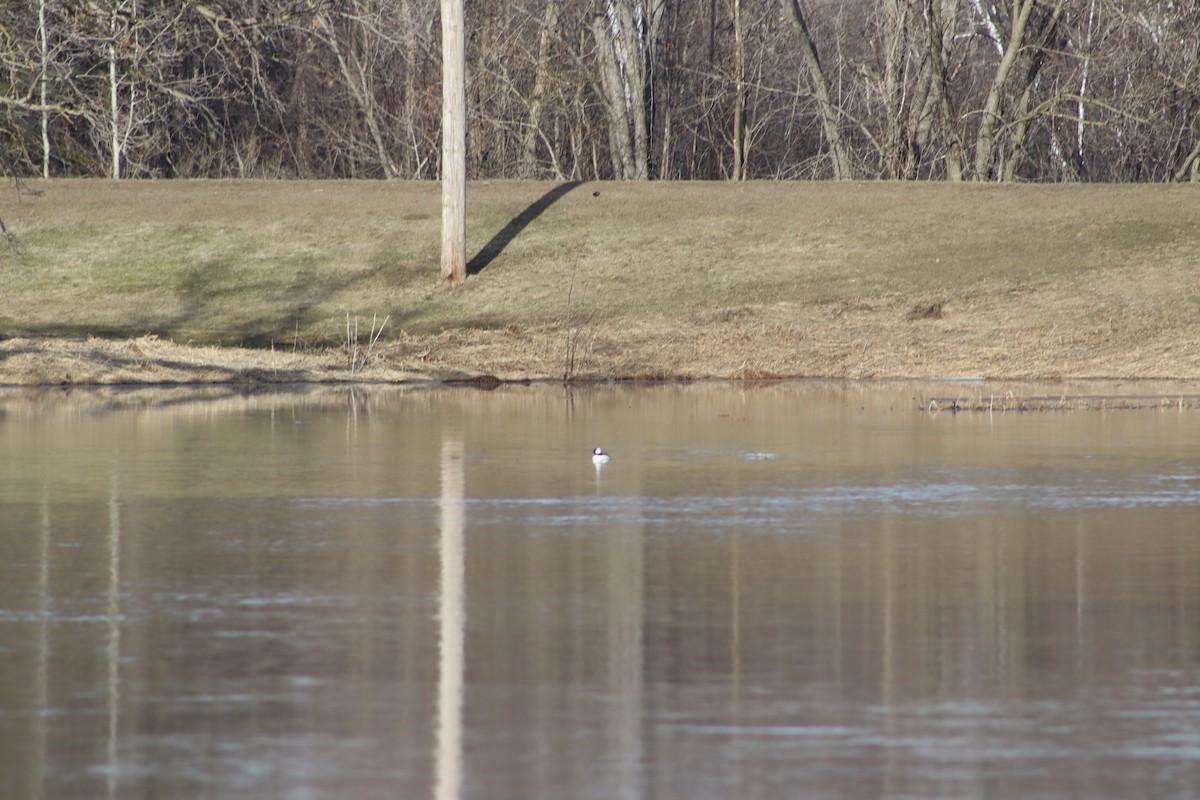 Bufflehead - ML556306711