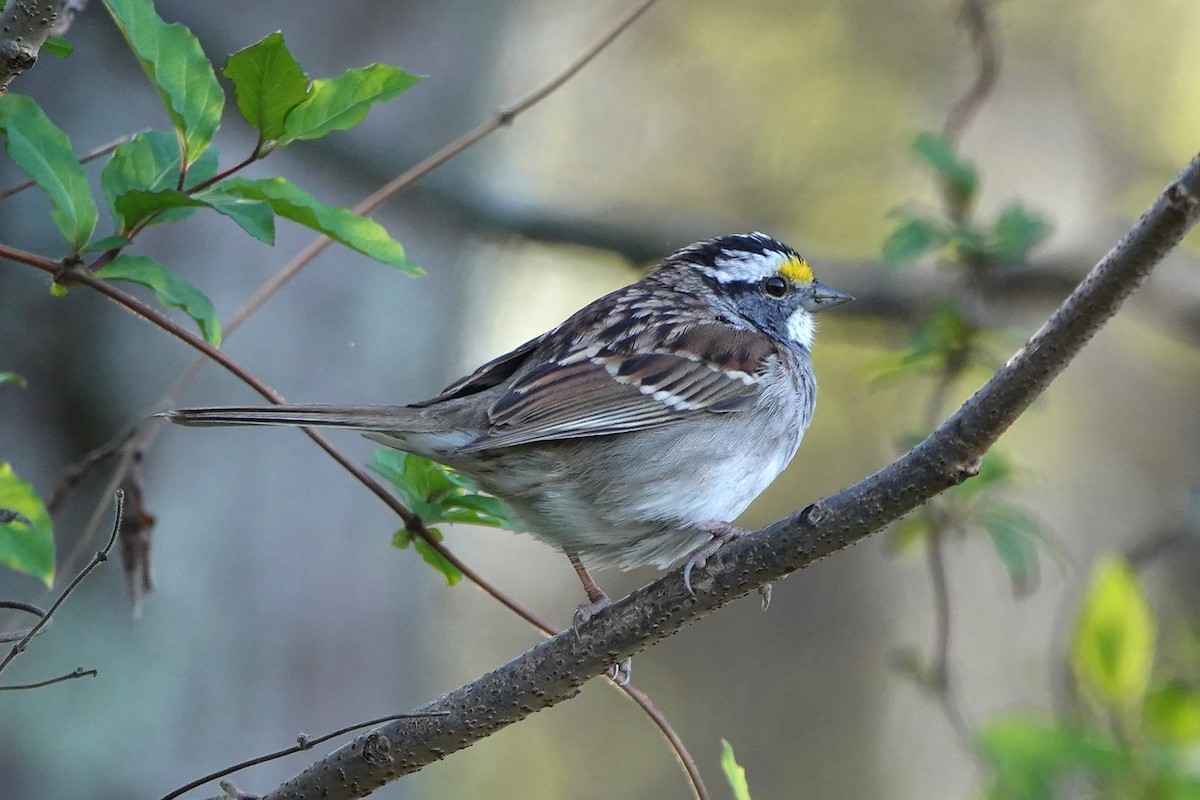 White-throated Sparrow - ML556306881