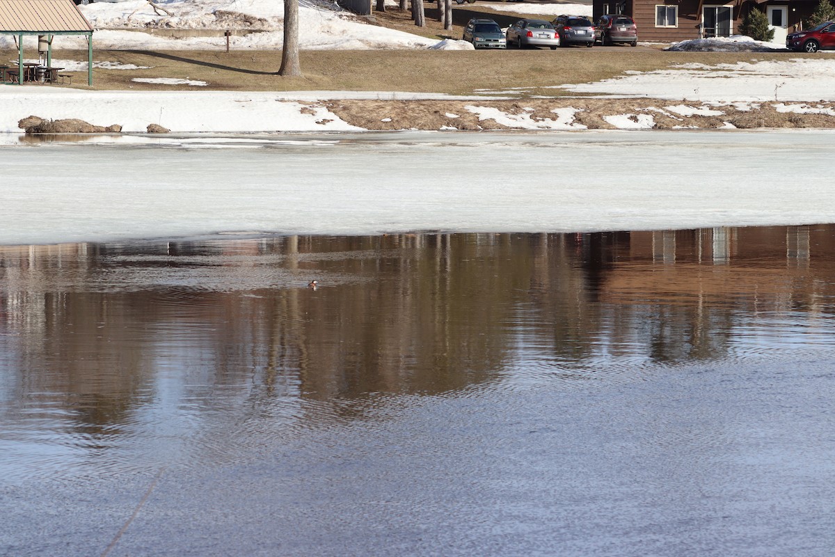 Ruddy Duck - ML556307191