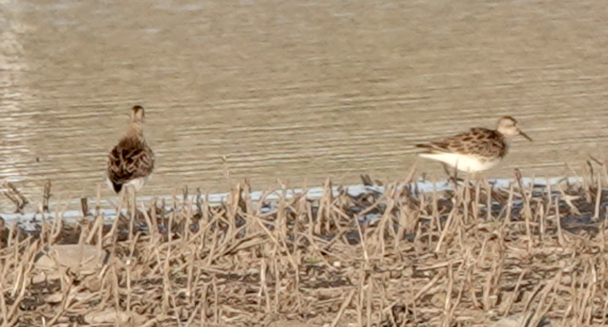 Pectoral Sandpiper - ML556307251