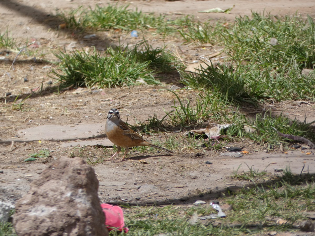 Rock Bunting - ML556308561