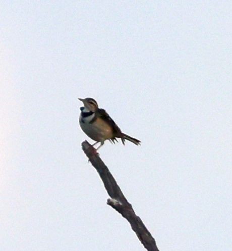 Forest Wagtail - ML556308581
