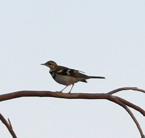 Forest Wagtail - ML556308601