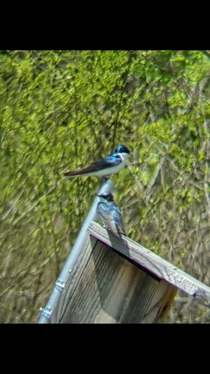 Tree Swallow - ML55630931