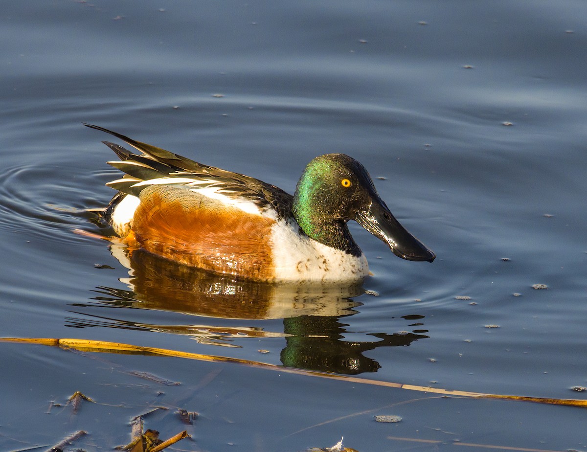 Northern Shoveler - Tom Gilde