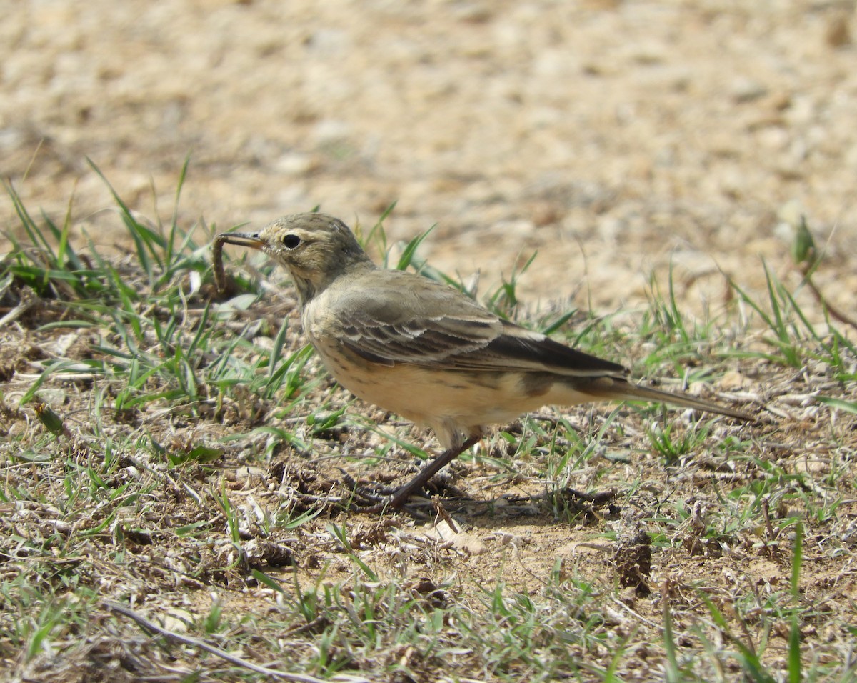 American Pipit - ML556309881