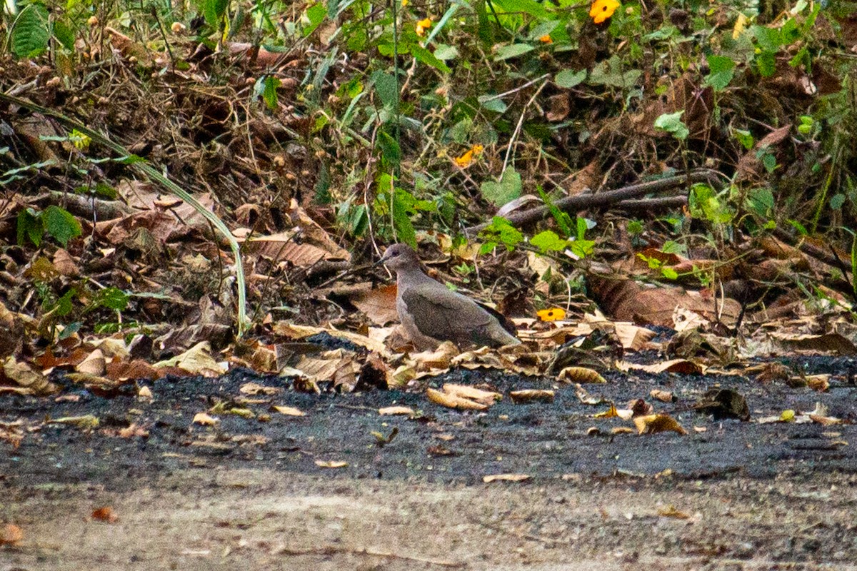 White-tipped Dove - ML556309891