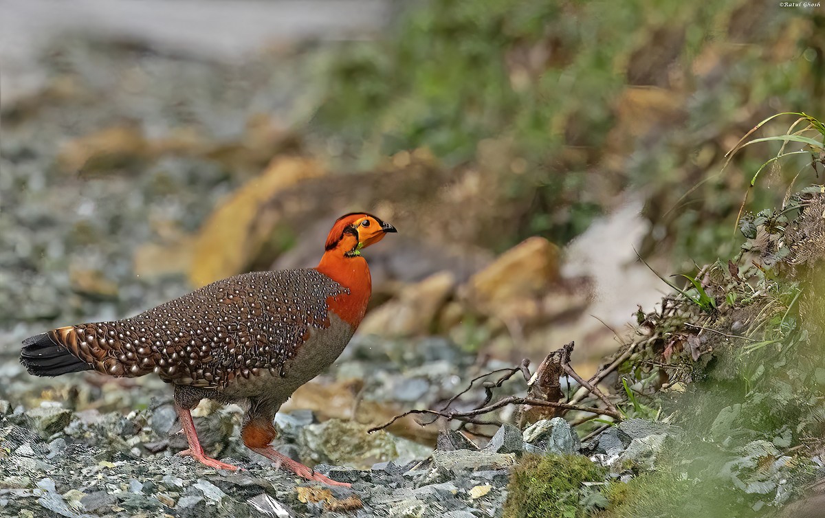 Blyth's Tragopan - ML556310131