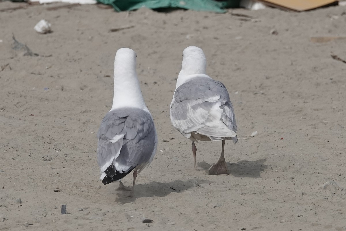 Glaucous-winged Gull - ML556310211