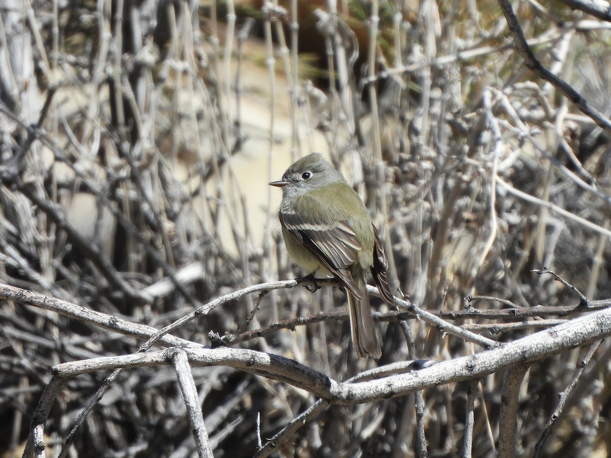Hammond's Flycatcher - ML556310361
