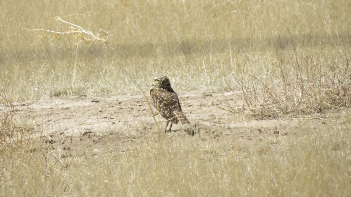 Burrowing Owl - Carolyn Schwab