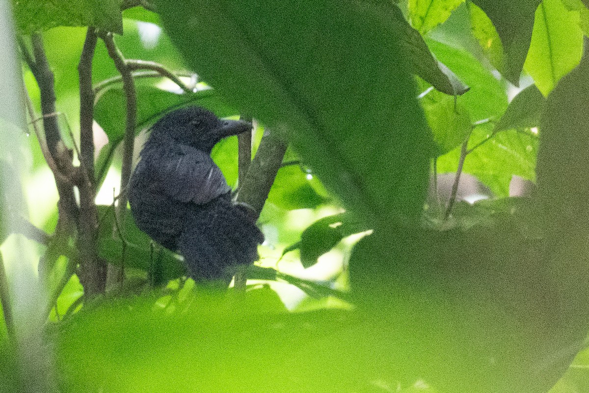 Кущівник-чубань перуанський - ML556311871