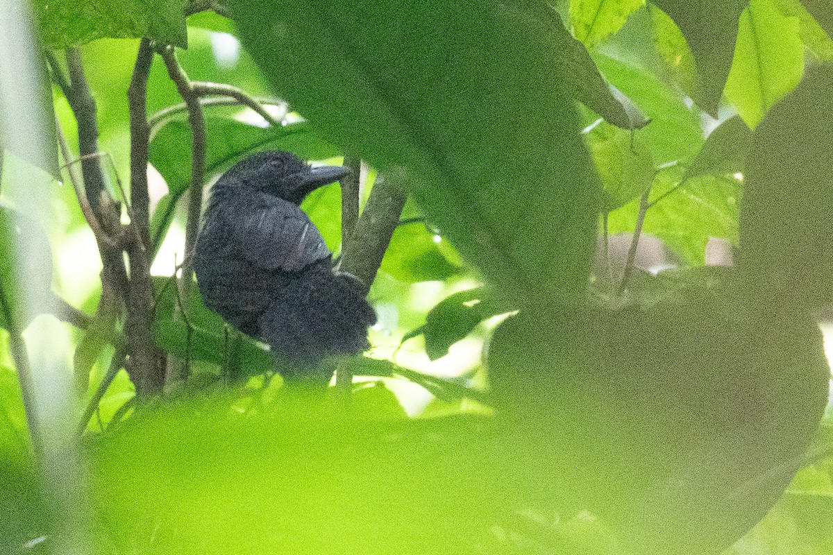 Кущівник-чубань перуанський - ML556311881