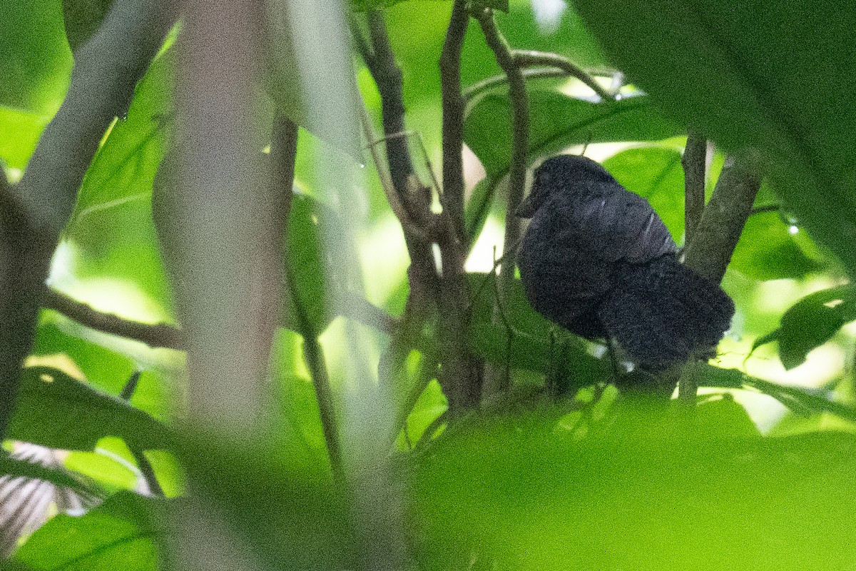 Fulvous Antshrike - Ben  Lucking