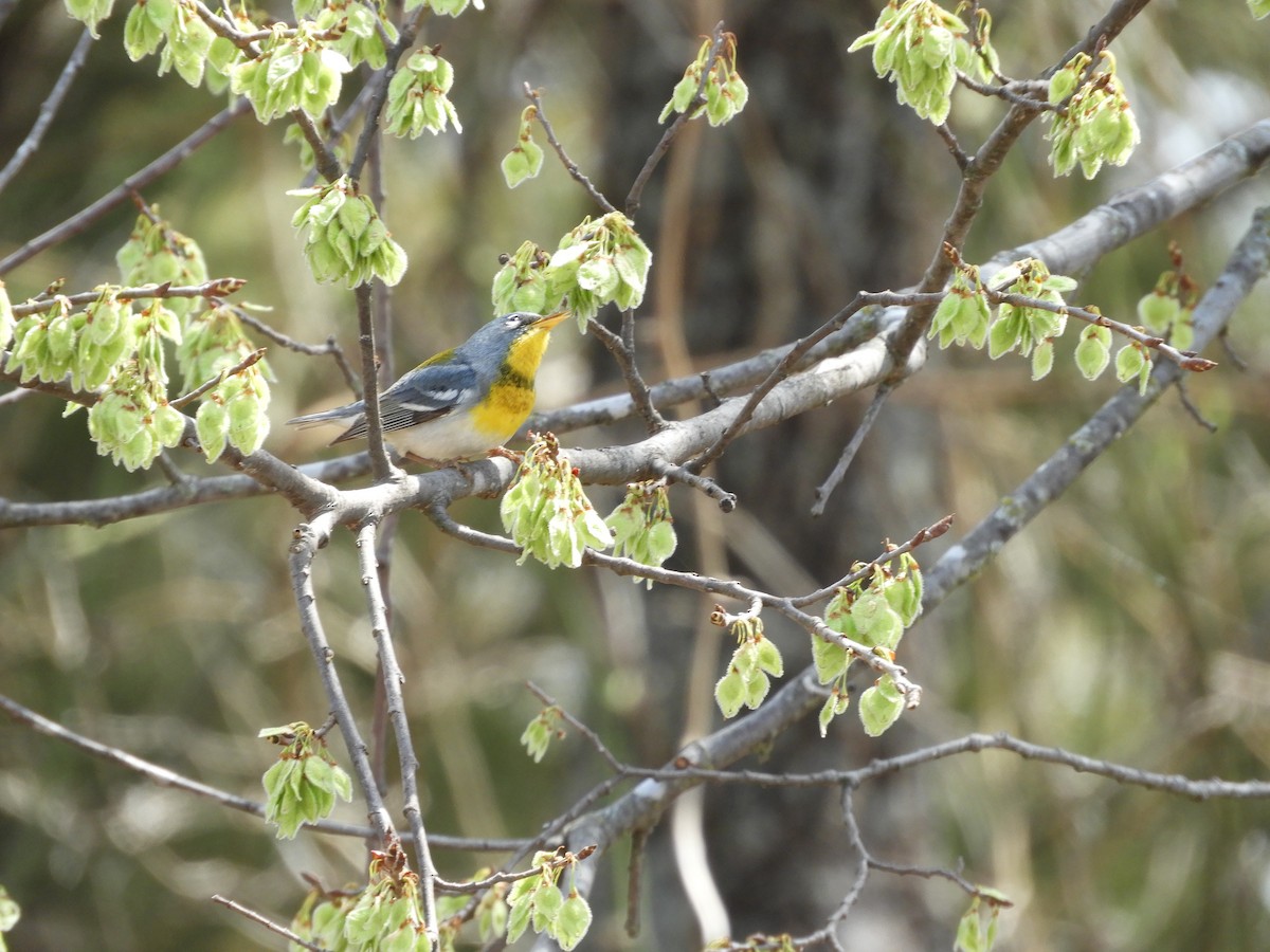 Northern Parula - ML556312021