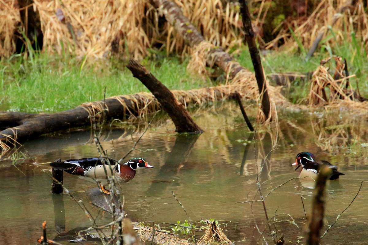 Wood Duck - ML55631211