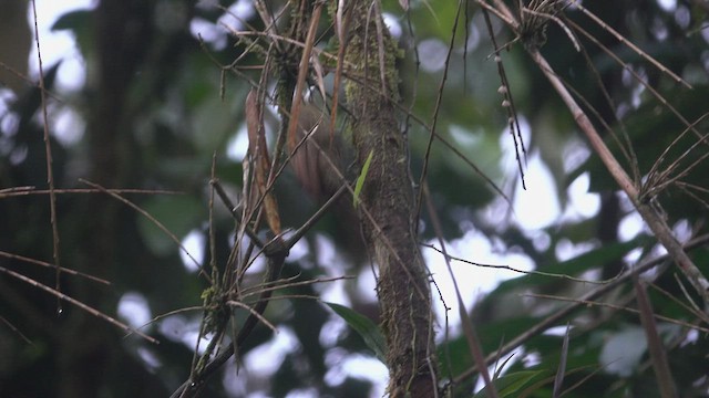 Olive-backed Woodcreeper - ML556312231