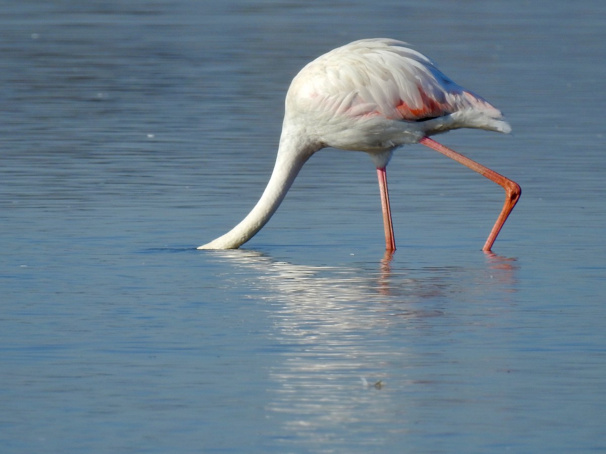 Greater Flamingo - E C Winstead