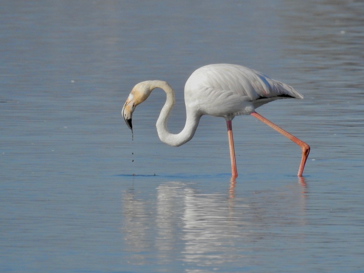 Greater Flamingo - E C Winstead