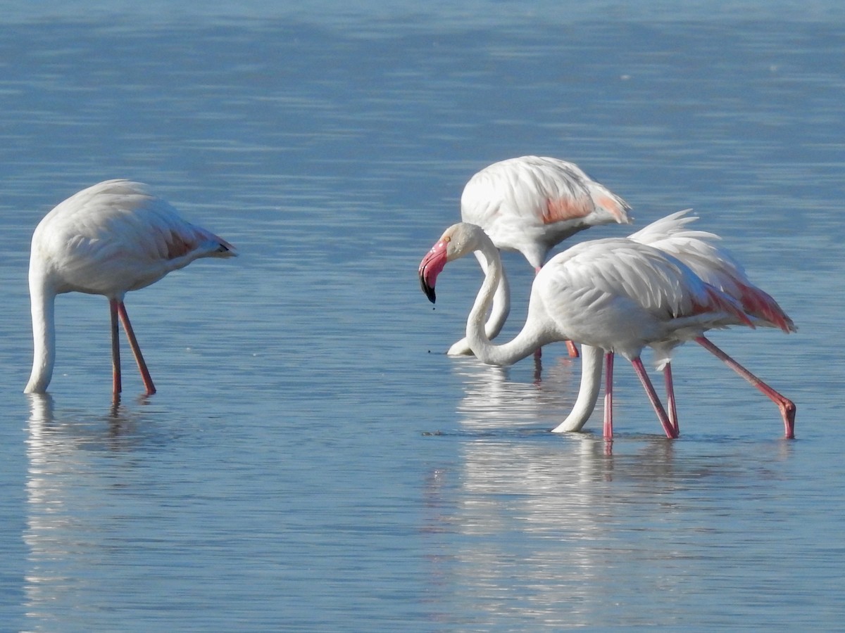 Greater Flamingo - E C Winstead