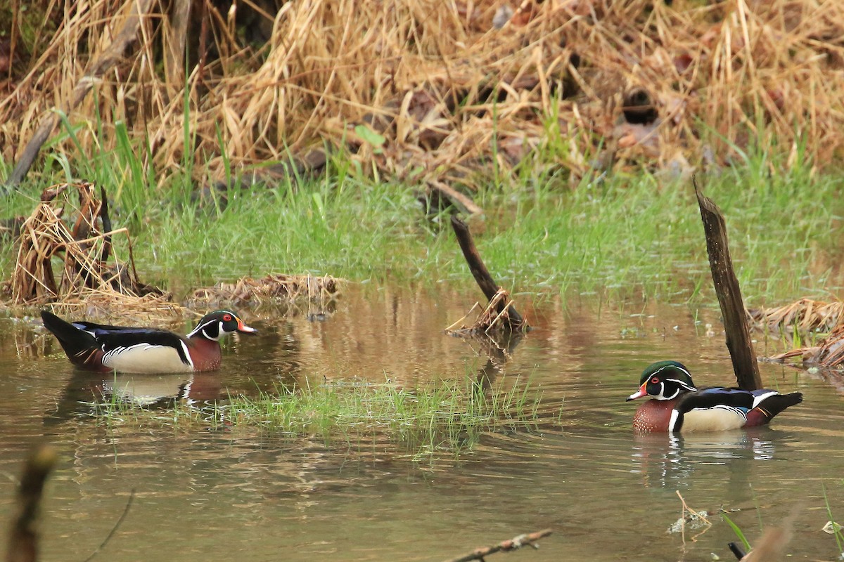 Wood Duck - ML55631351