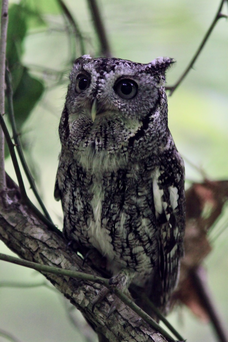 Eastern Screech-Owl - ML556313651