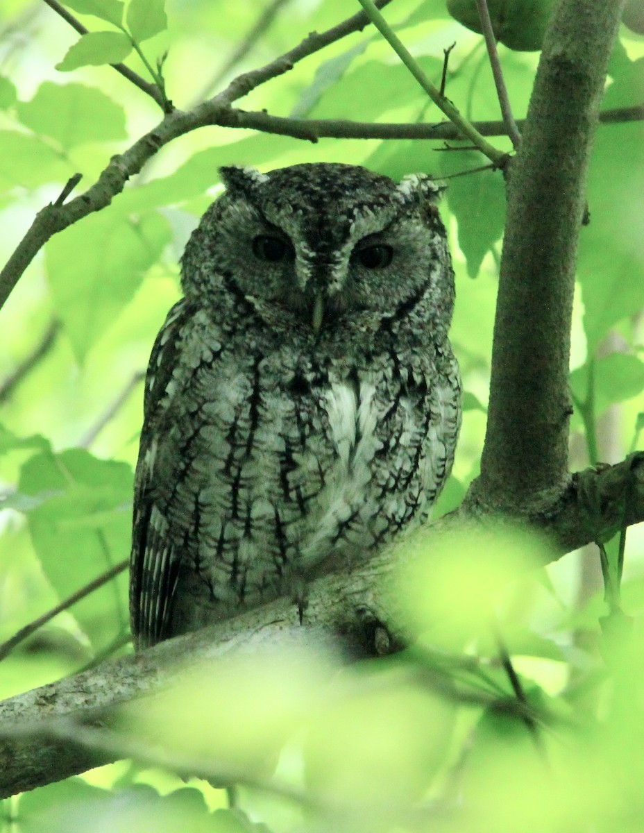 Eastern Screech-Owl - ML556313731