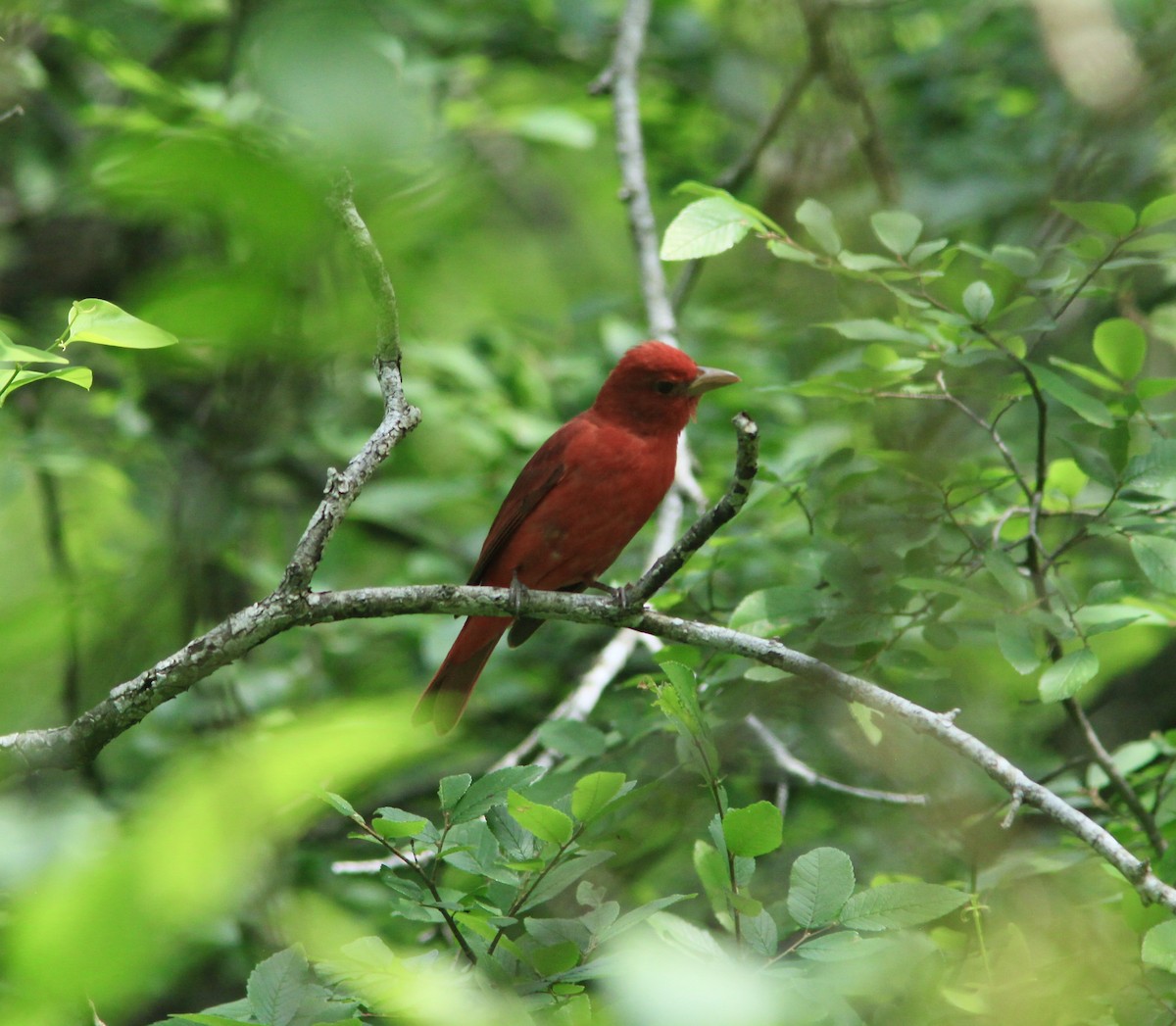 Summer Tanager - ML556313821