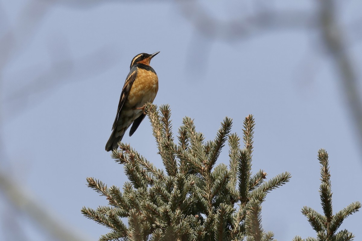 Varied Thrush - ML556313841