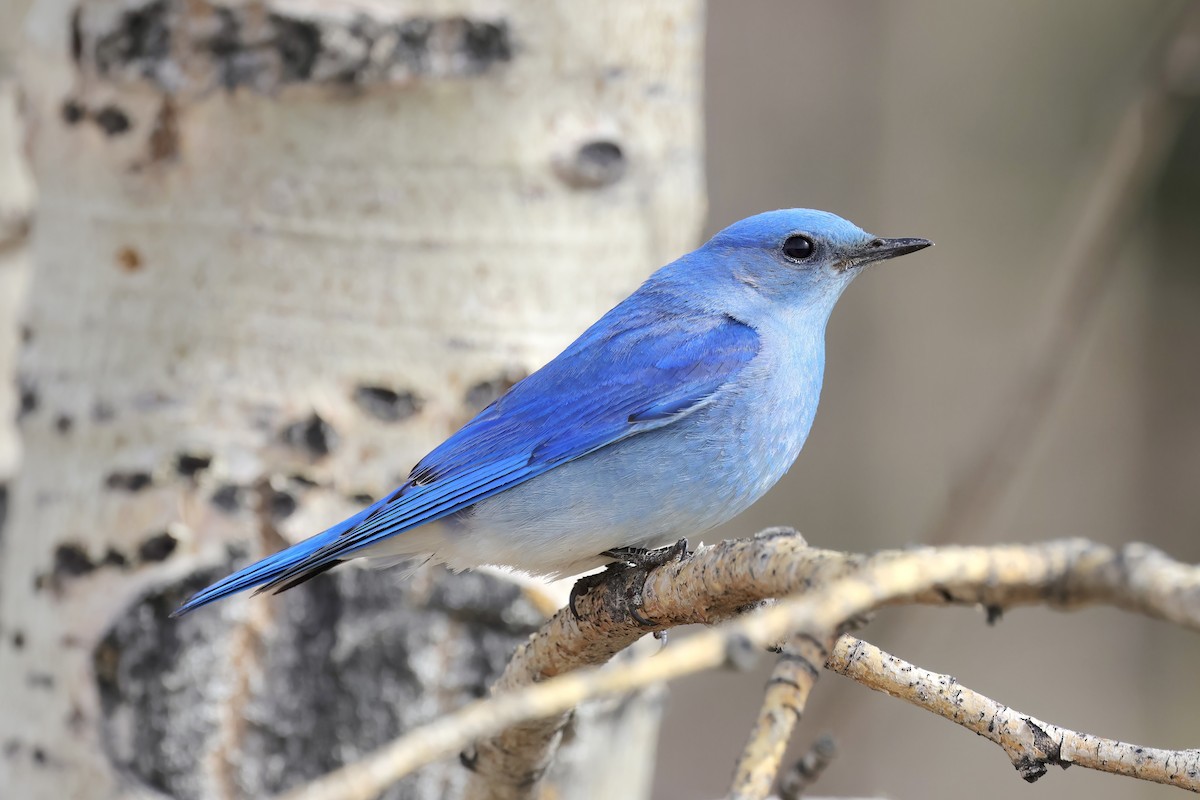 Mountain Bluebird - ML556314271