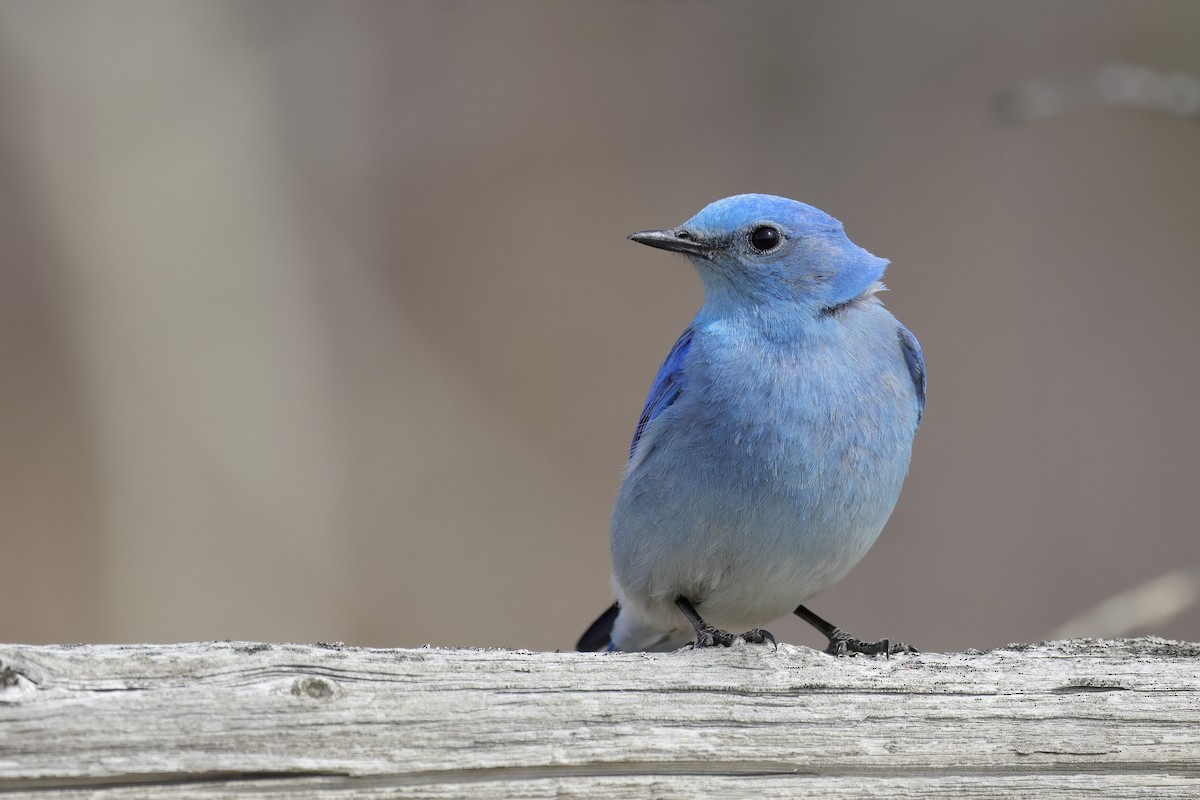 Mountain Bluebird - ML556314291