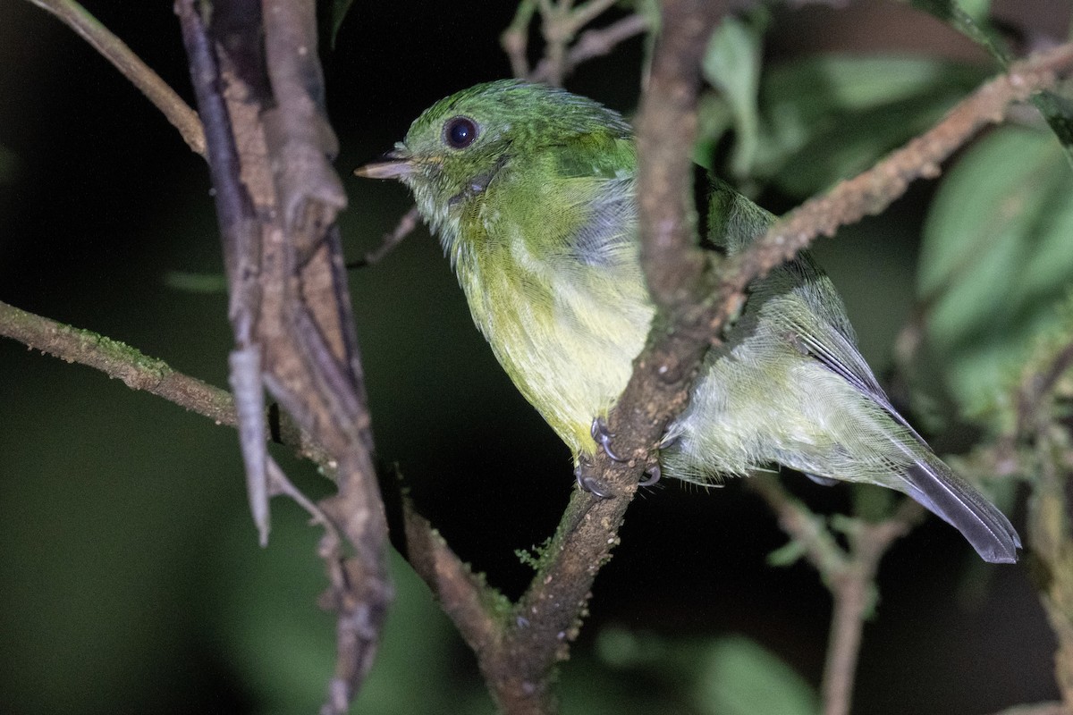 Green Manakin - Ben  Lucking