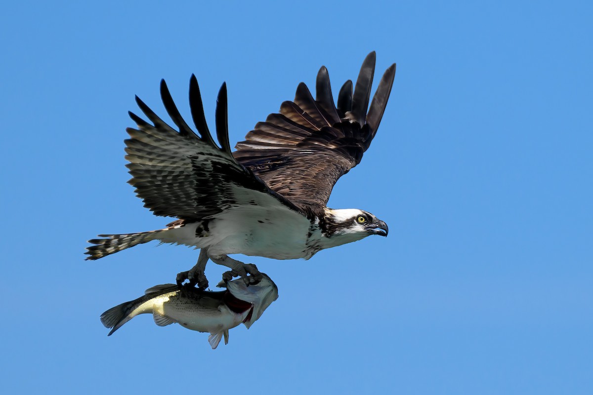 Osprey - Amy Hudechek