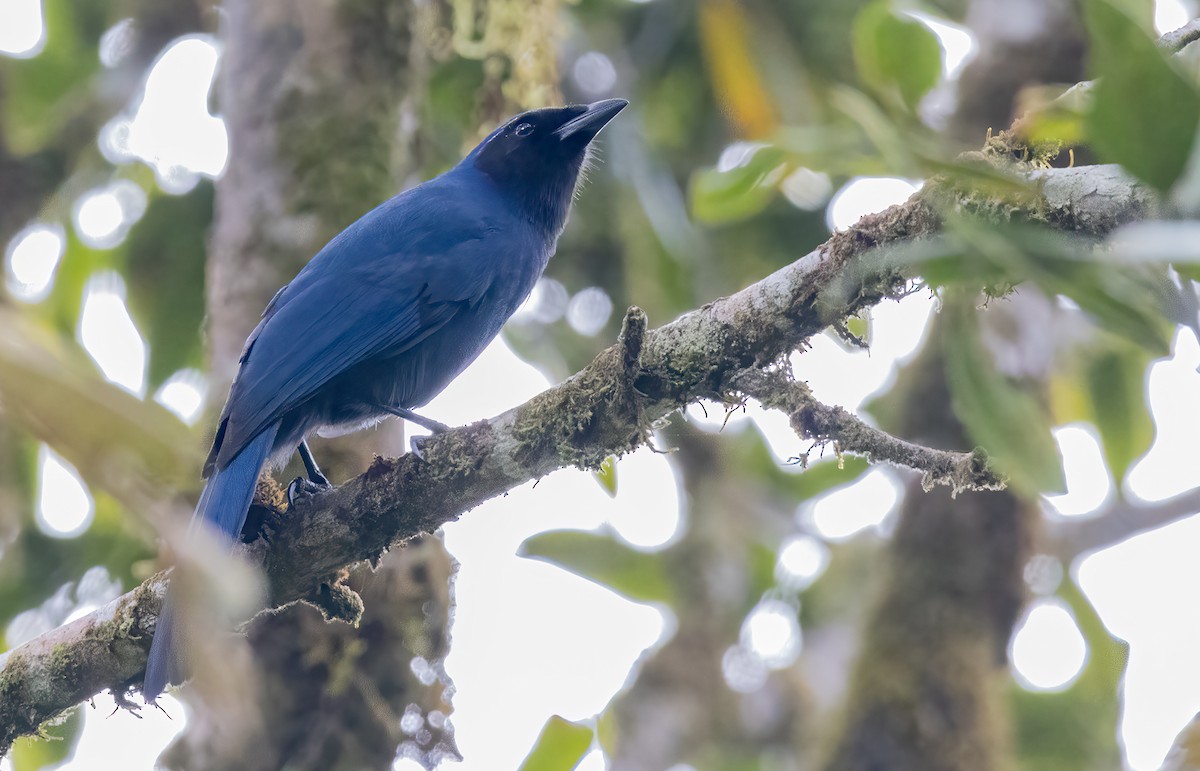 Black-throated Jay - ML556314651