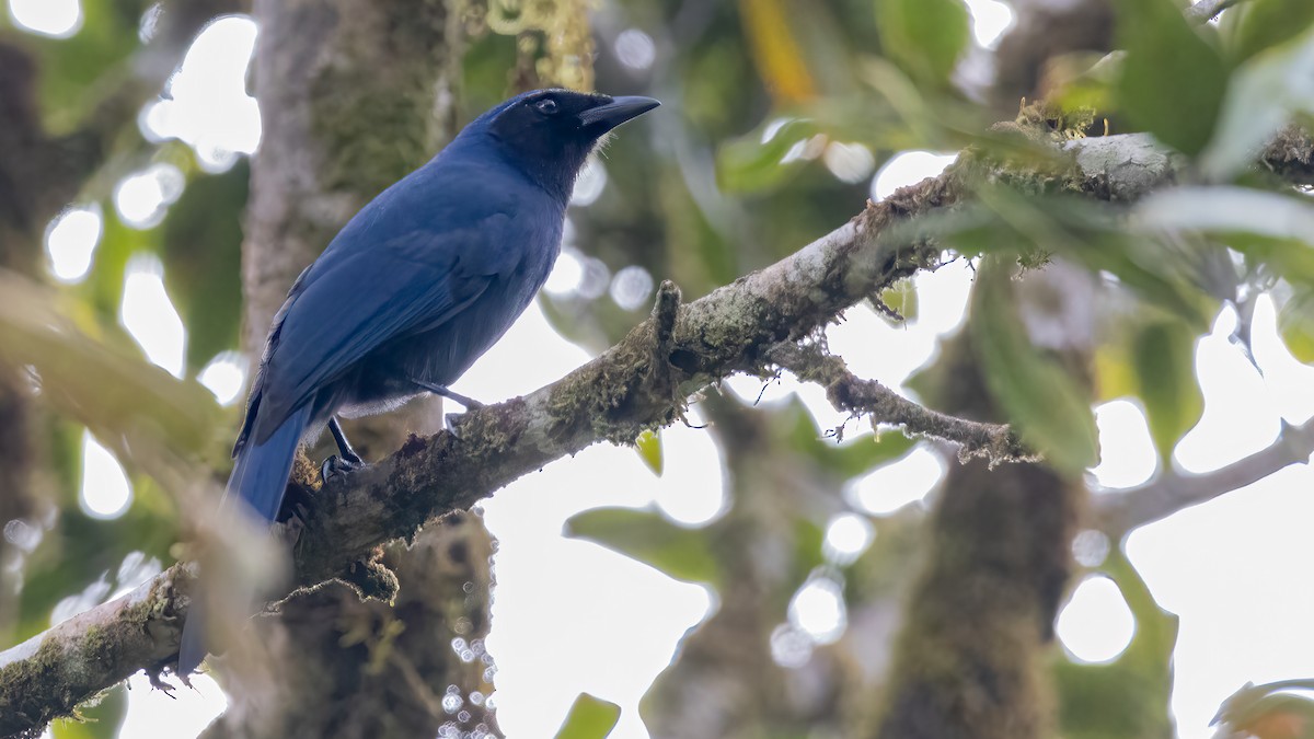 Black-throated Jay - Hugo Orellana