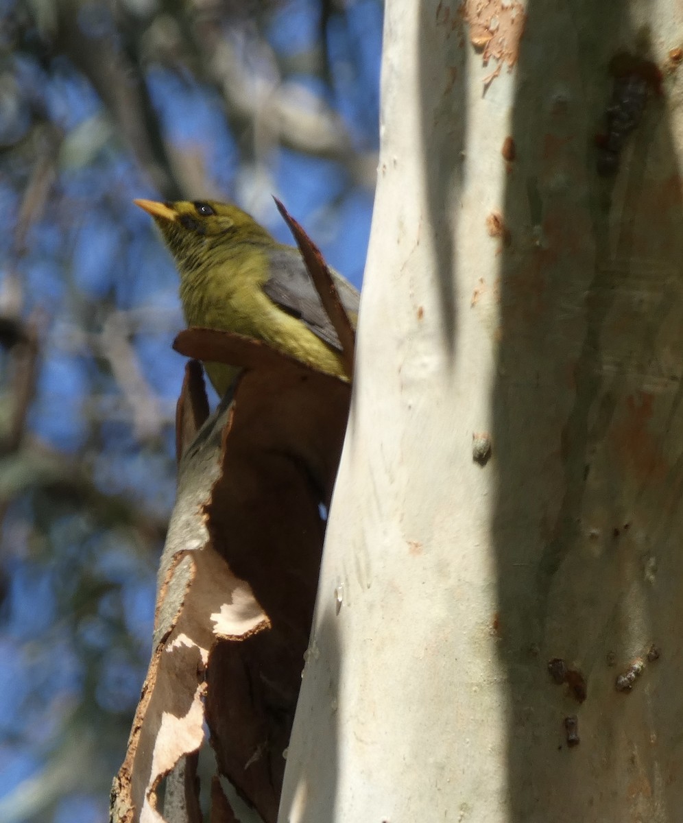 Bell Miner - ML556315701