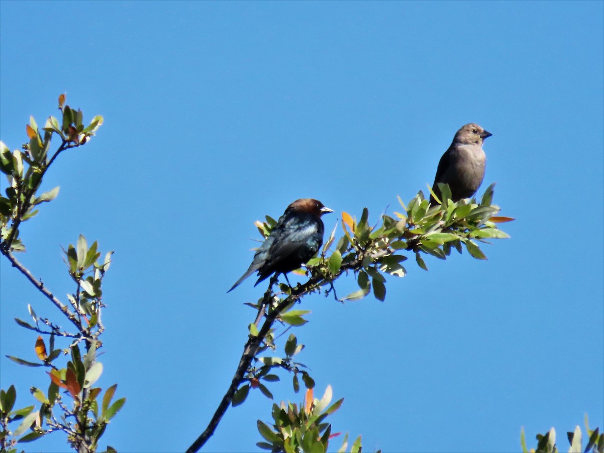 Brown-headed Cowbird - ML556316221