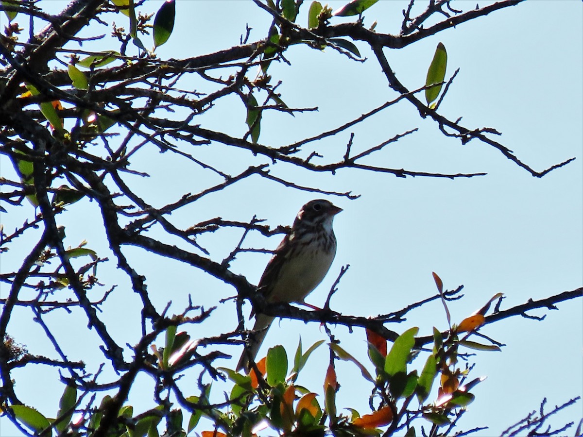 Vesper Sparrow - ML556316641