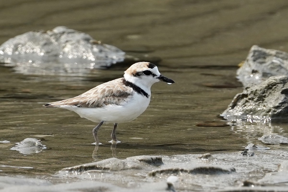 Malaysian Plover - ML556317821