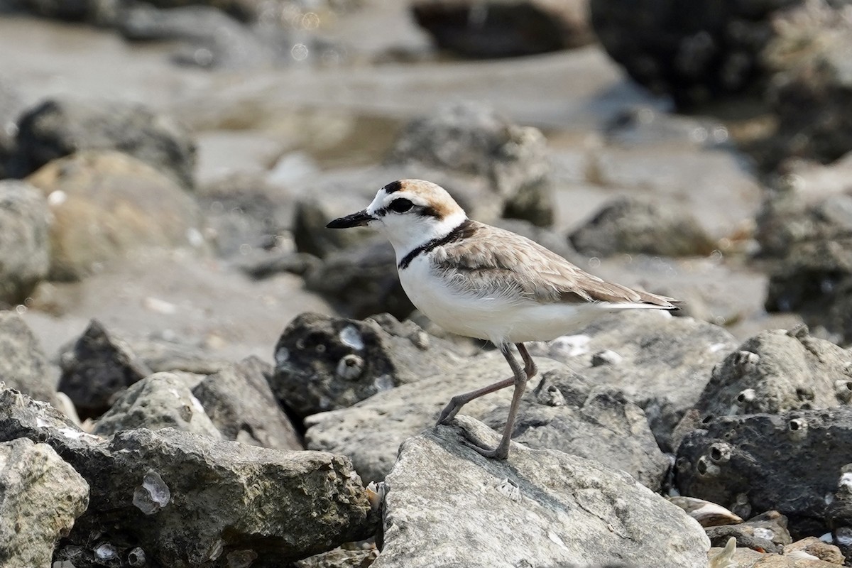 Malaysian Plover - ML556317831