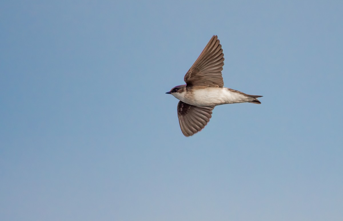 Bank Swallow - ML556318401