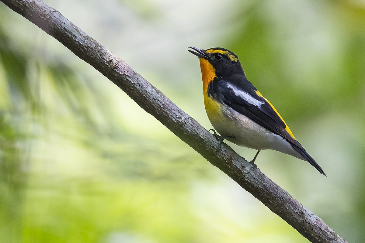 Narcissus Flycatcher - ML556319901