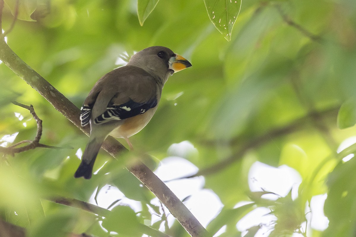 Yellow-billed Grosbeak - ML556320051