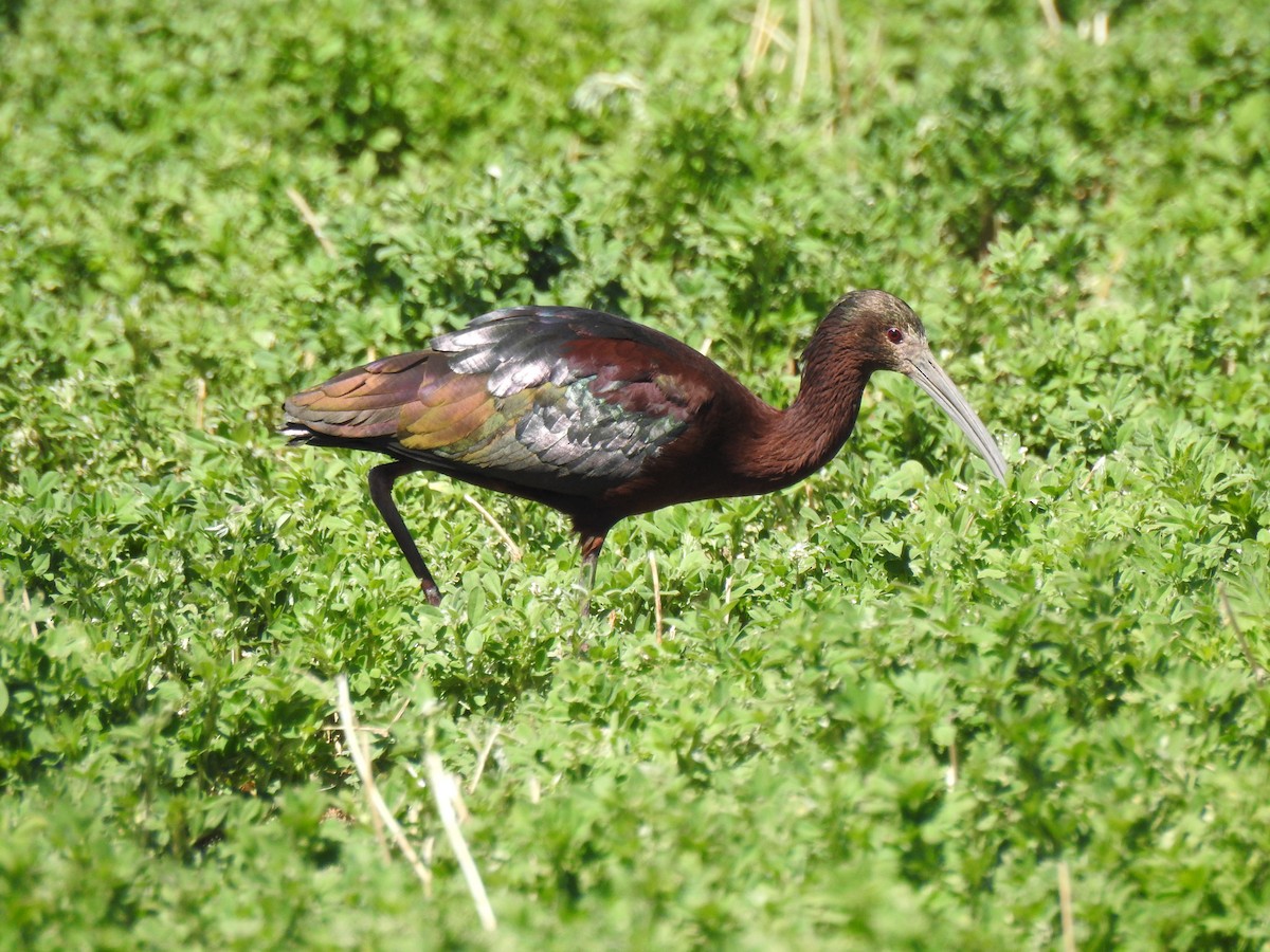 White-faced Ibis - ML556320541