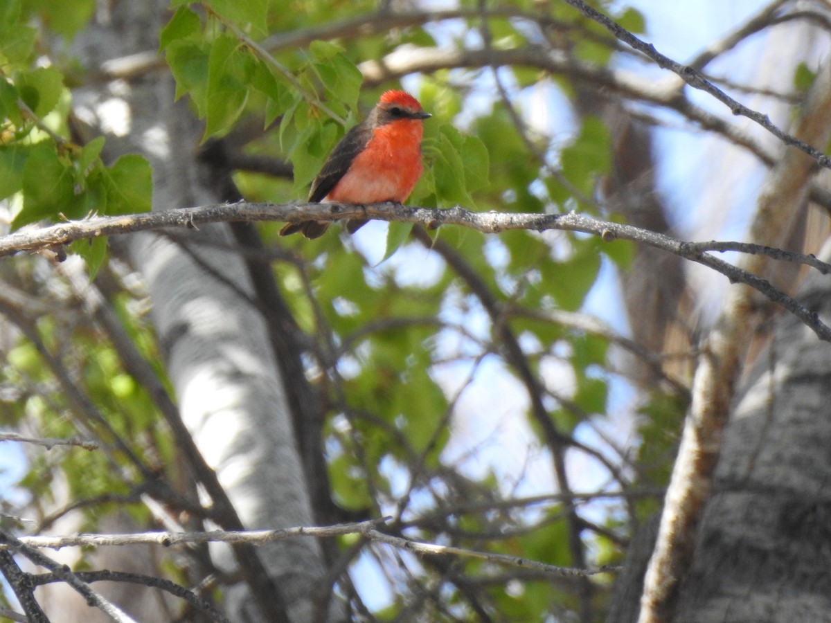 Vermilion Flycatcher - ML556320961